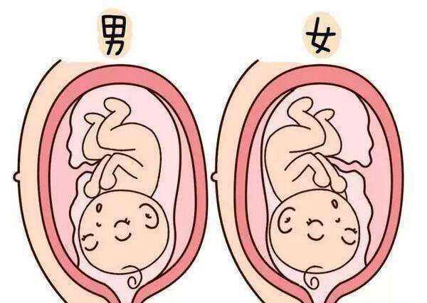 备孕经验：促排期间的五个注意事项❗❗,2026私人代孕